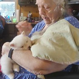 Pomeranian and Pomsky Puppies from Spillman's Specialty Breeding
