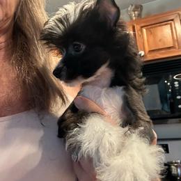 Crew - Black and white male Chinese Crested puppy in Cedartown, Georgia from Heartesha