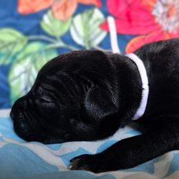 Pink Collar - Black female Cane Corso puppy in Houston, Texas from Zenith Cane Corso