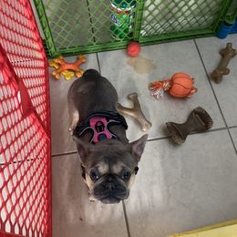 Louie - French Bulldog