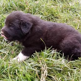 Puppy ID 92256 - White and badger male Great Pyrenees puppy in Leicester, North Carolina from Randall Glen Pyrenees