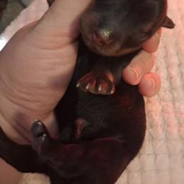 Raven - Black and tan male Dachshund puppy in Statesville, North Carolina from Dannie's Doxies