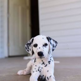 Dalmatian and Labrador Retriever Puppies from CountrySide Dalmatians & Locks of Love Labradors