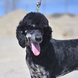 Loki - Poodle
