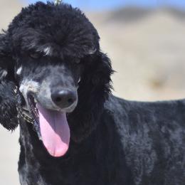 Loki - Poodle