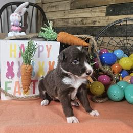 Girl 5 - female Border Collie puppy in Wakeman, Ohio from Sandstone Ridge Kennels