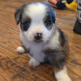 Gravy - Blue merle male Toy Australian Shepherd puppy in Forney, Texas from Texas Talent Toy Aussie's