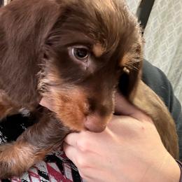 AKC Rudolph on the go and ready to take on the world AKC - Chocolate and tan male Dachshund puppy in Erie, Michigan from Champagne’s Grinch Toe’d Dachshunds