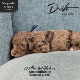 Drift - Navy Collar - Brown merle male Aussiedoodle puppy in Oxford, Alabama from Magnolia Grove Doodles