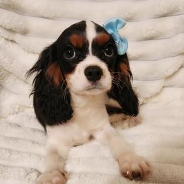 Julep - Tri-color female Cavalier King Charles Spaniel puppy in Wilburton, Oklahoma from My Kids Kennel