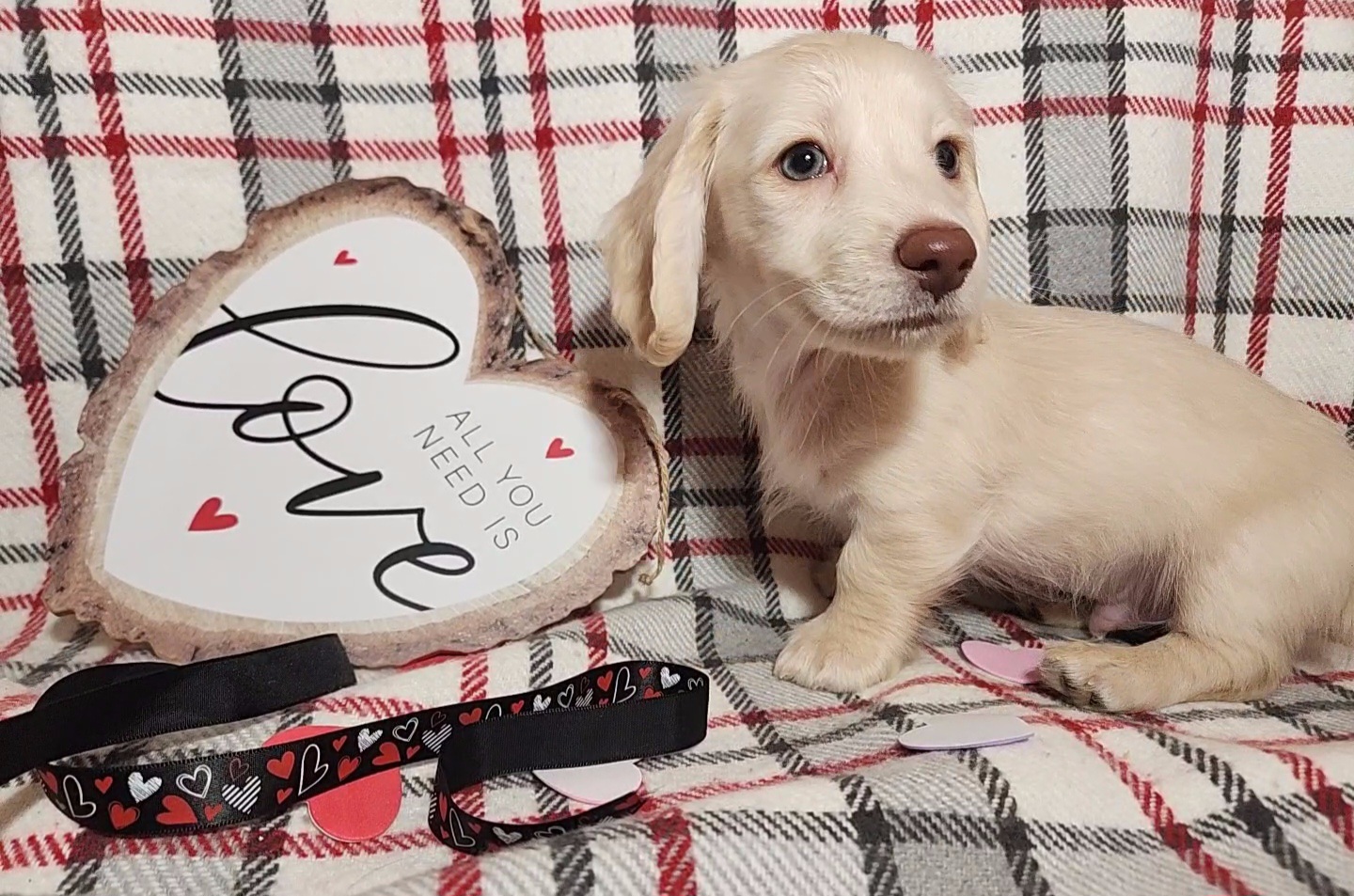 Dachshund Puppies from Katie Light