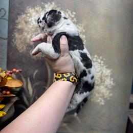 Dachshund and Great Dane Puppies from Ballistic Danes & Dachshunds