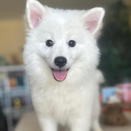 Opal - White male American Eskimo Dog puppy in Hesperia, California from Bella's American Eskimos