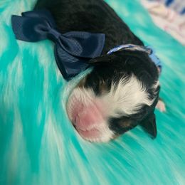 Nacho (Blue Boy) - Tri-color Bernese Mountain Dog puppy in Lecanto, Florida from DBDR Berners and Saints