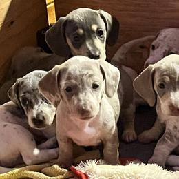 Dachshunds from Laura Gibbs