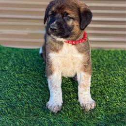 Red collar - Red fawn male Anatolian Shepherd Dog puppy in Spokane, Washington from 4D Cattle Dogs