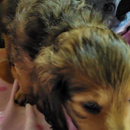Dachshund Puppies from CLARK'S BREEDING PROGRAM