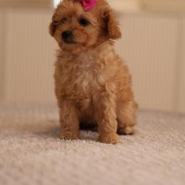 Baby - Red  female Goldendoodle puppy in Apopka, Florida from Rae Precious Puppies