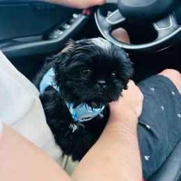 Shih Tzu Puppies from Luna's Shih Tzu Pups