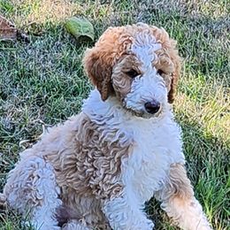 Poodles from Sugarpaw Pups