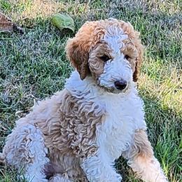 Poodles from Sugarpaw Pups
