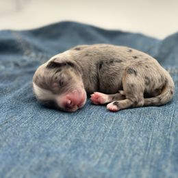 Oak - Blue merle female Miniature American Shepherd puppy in Tremonton, Utah from Azure Sky Minis