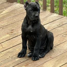 Cane Corso Puppies from Brandy’s Corso’s