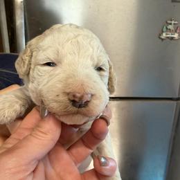 Boy 1 dark blue - Cream male Goldendoodle puppy in Lumberton, Texas from Southeast Texas Goldendoodles