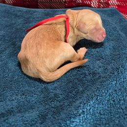 Eddie - Apricot male Goldendoodle puppy in Georgetown, Tennessee from Georgetown designer and purebred puppies