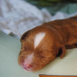 Biscuit - Red male Cavapoo puppy in Mountain Grove, Missouri from Dogwood & Sassafras Companions