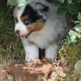 Miniature Australian Shepherd puppies from Double M Toy and Mini Aussies