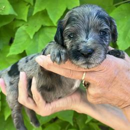 Green collar - Merle female Goldendoodle puppy in Fairfield, California from Twin Sisters Doodles