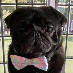 Merlin - Pug