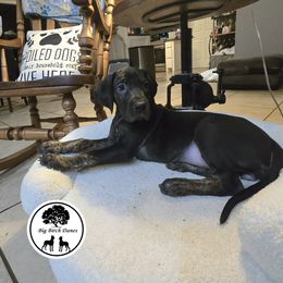 Eclipse - Black Great Dane puppy in Spiro, Oklahoma from Big Birch Danes
