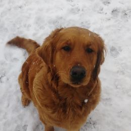 Cally - Golden Retriever