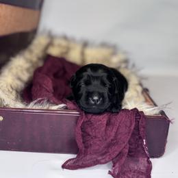 Raven - Black female Labrador Retriever puppy in Rocky Top, Tennessee from Rocky Top Retrievers