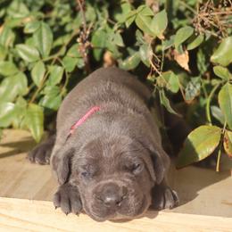 Pink collar - Gray female Cane Corso puppy in Caliente, California from Rafter Cross 7