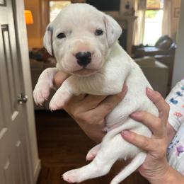 Boy 4 - male Dalmatian puppy in Tulsa, Oklahoma from White House Dals