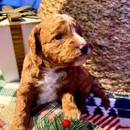 Johnny - Red  male Goldendoodle puppy in Knoxville, Tennessee from Graystone Doodles