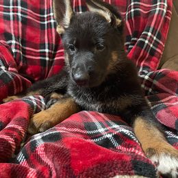 German Shepherd Puppies from Beacham German Shepherds