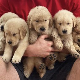 Golden Retriever Puppies from Briarcrest Golden Retrievers