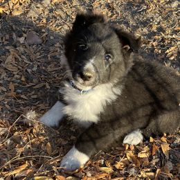 Boy 4 - Black and white Shetland Sheepdog puppy in Buffalo, Minnesota from Gulstad’s Shelties