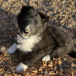 Boy 4 - Black and white Shetland Sheepdog puppy in Buffalo, Minnesota from Gulstad’s Shelties