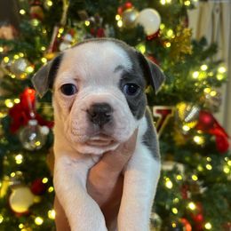 NOEL - Blue female Boston Terrier puppy in Anderson, South Carolina from Lola’s House of Bostons & Rescue