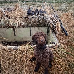 Poodle All Grown Up from Switzer Poodles