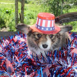 Lady Tremaine (2600) fluffy - Sable female Pembroke Welsh Corgi puppy in Valley, Washington from Corgis of the Mountain Valley