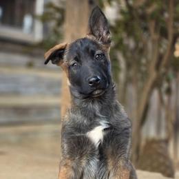 Hank Hubbard - Fawn sable male Belgian Malinois puppy in Elizabethton, Tennessee from Forever Family K9