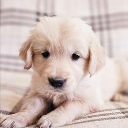 Pink Collar - Light golden female Golden Retriever puppy in Coarsegold, California from Sierra Hills Retrievers