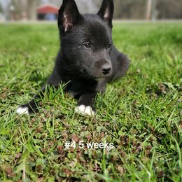 Siberian Husky Puppies from Grayline Siberians