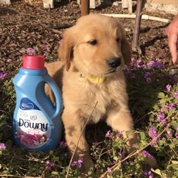 Australian Shepherd and Golden Retriever Puppies from Sterling Valleys Goldens and Aussies